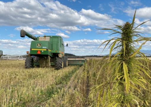 Hemp industry gears for ‘game-changing’ growth after easing of regulation gives green light to farmers